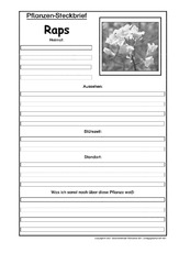 Pflanzensteckbrief-Raps-SW.pdf